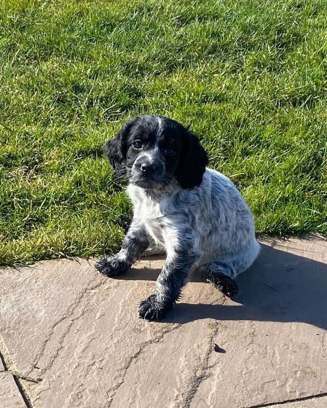 Cocker spaniel puppies for sale in Sheerness, Kent