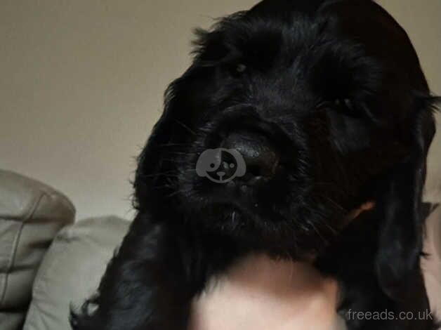 Cocker spaniel puppies for sale in Aberystwyth, Ceredigion