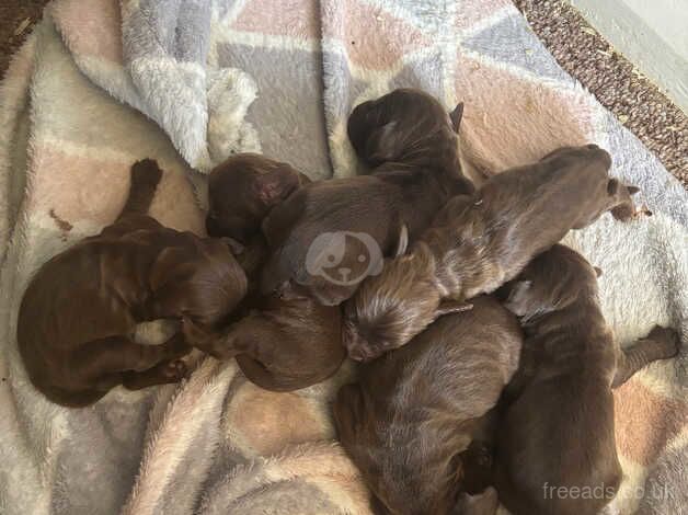 Cocker spaniel puppies for sale in Alford, Lincolnshire