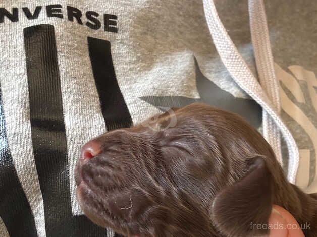 Cocker spaniel puppies for sale in Alford, Lincolnshire - Image 3