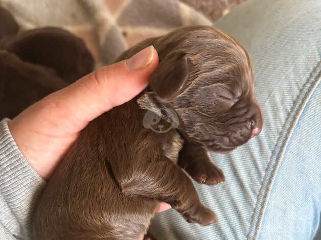 Cocker spaniel puppies for sale in Alford, Lincolnshire - Image 4