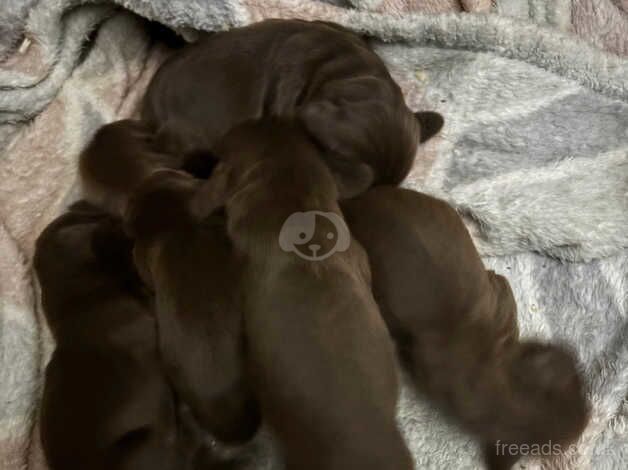 Cocker spaniel puppies for sale in Alford, Lincolnshire - Image 5