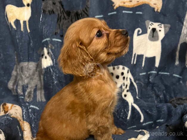 Cocker spaniel puppies for sale in Bridgwater, Somerset