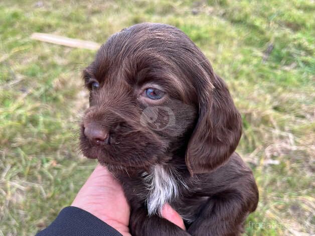 Cocker spaniel puppies for sale in Edinburgh, Edinburgh