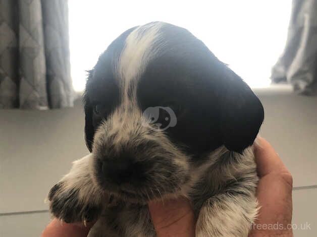 Cocker spaniel puppies for sale in Darlington, County Durham