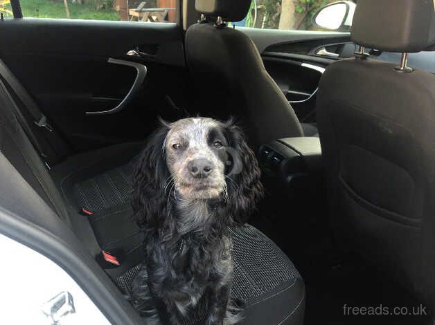 Cocker spaniel puppies for sale in Darlington, County Durham - Image 3