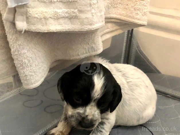 Cocker spaniel puppies for sale in Darlington, County Durham - Image 4