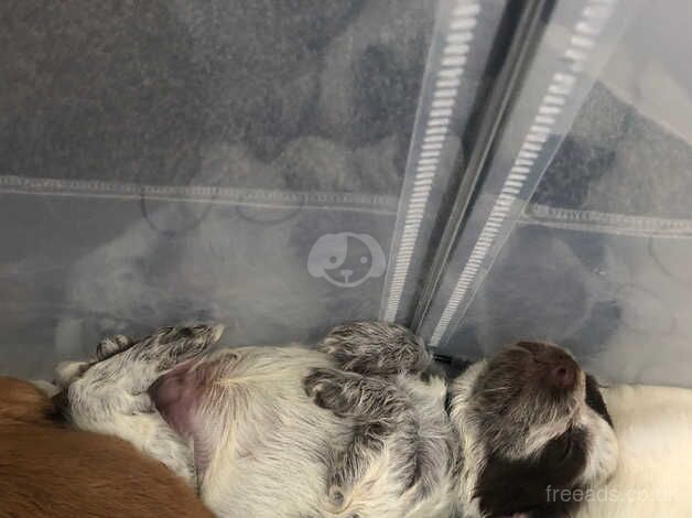 Cocker spaniel puppies for sale in Darlington, County Durham - Image 5