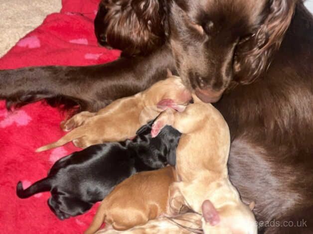 Cocker Spaniel Puppies For Sale. for sale in Filey, North Yorkshire - Image 1