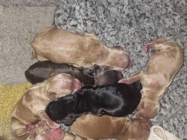 Cocker Spaniel Puppies For Sale. for sale in Filey, North Yorkshire - Image 4