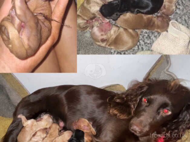 Cocker Spaniel Puppies For Sale. for sale in Filey, North Yorkshire - Image 5