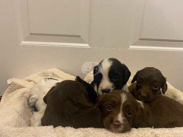 Cocker spaniel puppies for sale in Hereford, Herefordshire - Image 1