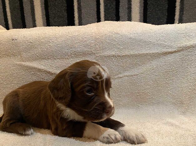 Cocker spaniel puppies for sale in Hereford, Herefordshire - Image 2