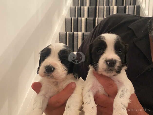 Cocker spaniel puppies for sale in Hereford, Herefordshire - Image 3