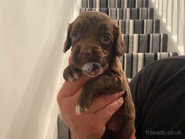 Cocker spaniel puppies for sale in Hereford, Herefordshire - Image 4