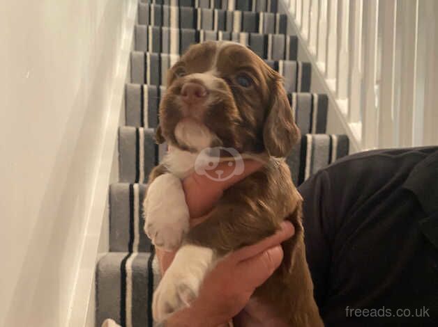 Cocker spaniel puppies for sale in Hereford, Herefordshire - Image 5