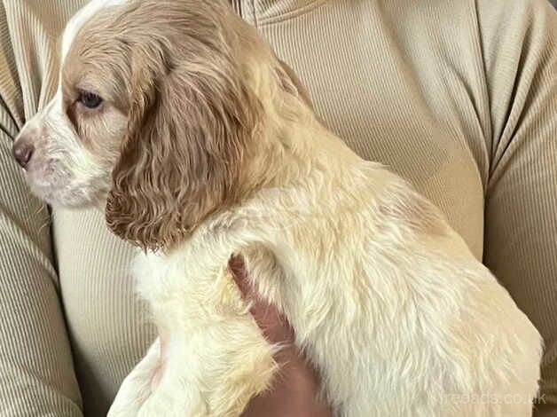 Cocker spaniel puppies for sale in Highbridge, Highland