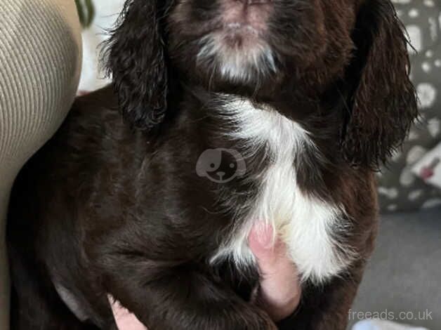 Cocker spaniel puppies for sale in Highbridge, Highland - Image 2