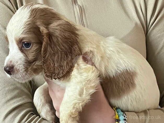 Cocker spaniel puppies for sale in Highbridge, Highland - Image 3