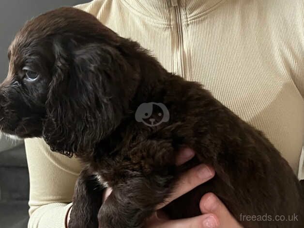 Cocker spaniel puppies for sale in Highbridge, Highland - Image 4