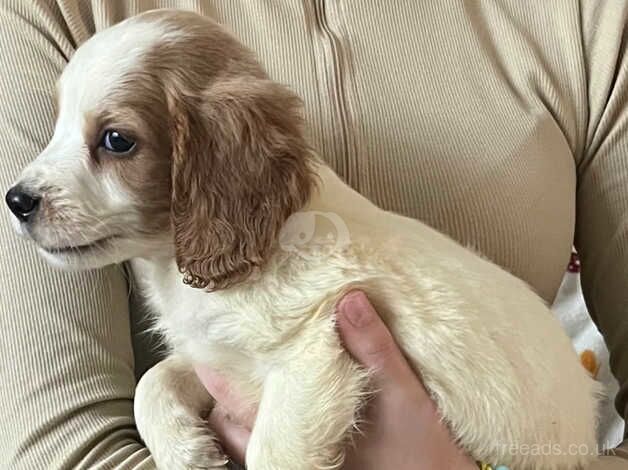 Cocker spaniel puppies for sale in Highbridge, Highland - Image 5