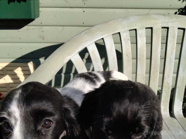 Cocker spaniel puppies for sale in Bishop's Hull, Somerset