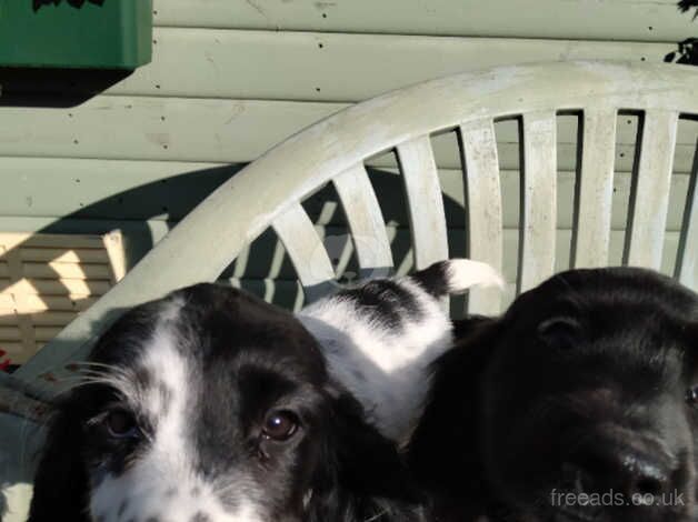 Cocker spaniel puppies for sale in Bishop's Hull, Somerset - Image 2