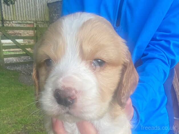 Cocker Spaniel Puppies for sale in Forfar, Angus - Image 1