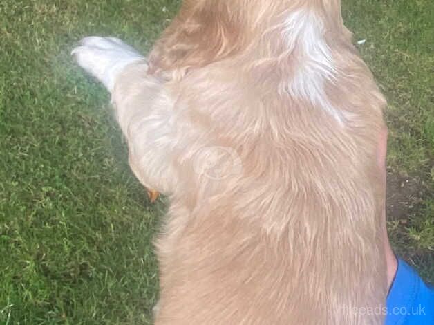 Cocker Spaniel Puppies for sale in Forfar, Angus - Image 3