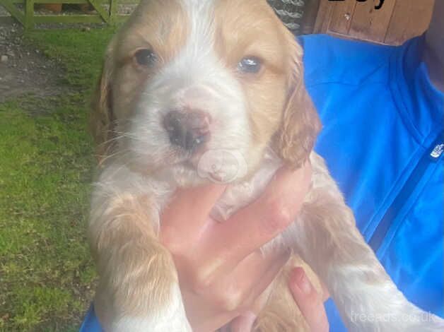 Cocker Spaniel Puppies for sale in Forfar, Angus - Image 4