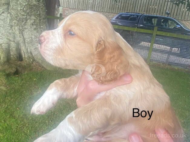 Cocker Spaniel Puppies for sale in Forfar, Angus - Image 5