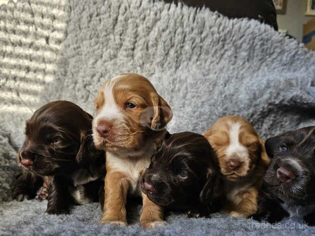 Cocker spaniel puppies for sale in Lincoln, Lincolnshire - Image 1