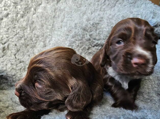 Cocker spaniel puppies for sale in Lincoln, Lincolnshire - Image 2