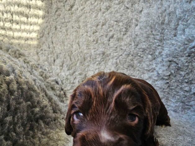 Cocker spaniel puppies for sale in Lincoln, Lincolnshire - Image 3