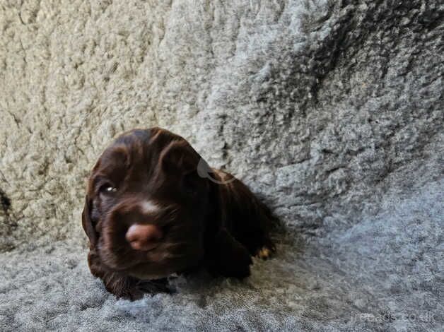 Cocker spaniel puppies for sale in Lincoln, Lincolnshire - Image 4