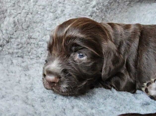 Cocker spaniel puppies for sale in Lincoln, Lincolnshire - Image 5