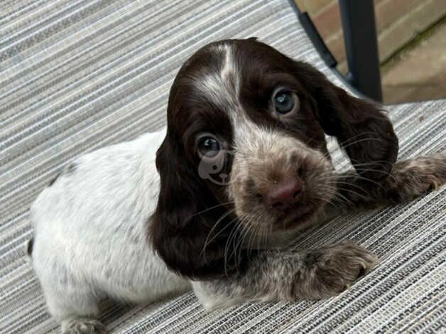 Cocker spaniel puppies for sale in Maidstone, Kent