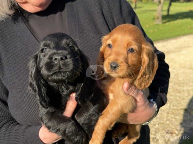 Cocker spaniel puppies for sale in Northallerton, North Yorkshire