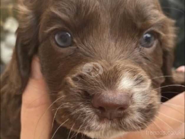 Cocker spaniel puppies for sale in Sittingbourne, Kent