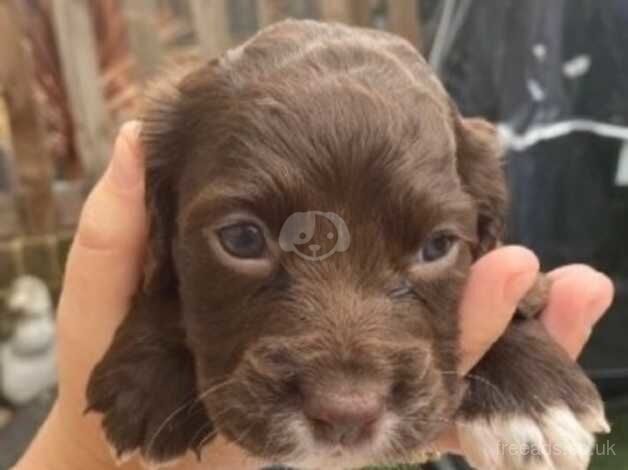 Cocker spaniel puppies for sale in Sittingbourne, Kent - Image 2