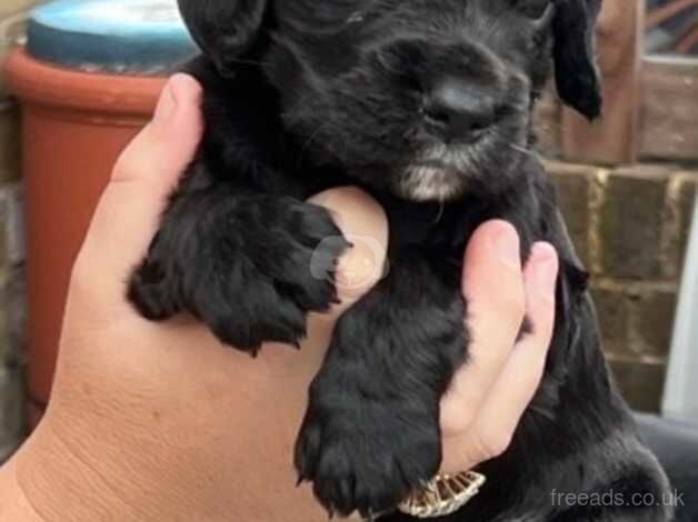 Cocker spaniel puppies for sale in Sittingbourne, Kent - Image 3