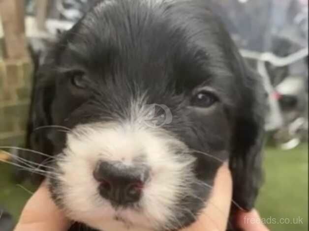 Cocker spaniel puppies for sale in Sittingbourne, Kent - Image 4