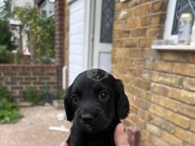 Cocker spaniel puppies for sale in Sittingbourne, Kent - Image 5