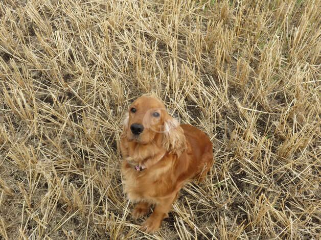 cocker spaniel puppies for sale in Tain, Highland