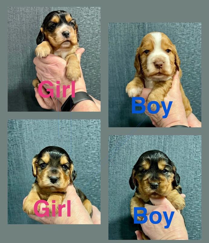 Cocker Spaniel puppies from dna health tested parents. for sale in Scotter, Lincolnshire