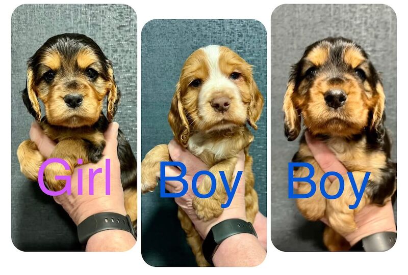 Cocker Spaniel puppies from dna health tested parents. for sale in Scotter, Lincolnshire