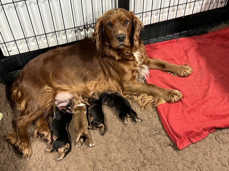 Cocker Spaniel puppies from dna health tested parents. for sale in Scotter, Lincolnshire - Image 2