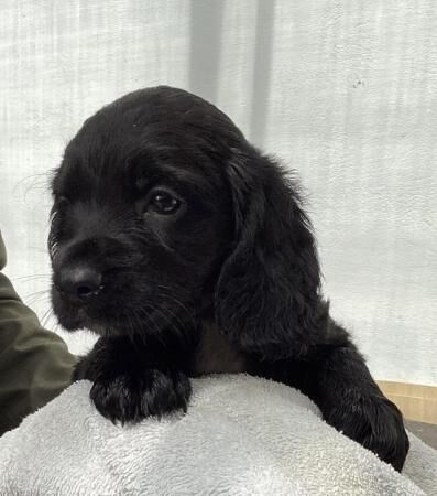 Cocker Spaniel puppies, health tested parents for sale in St Asaph/Llanelwy, Denbighshire