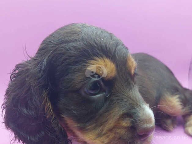 cocker spaniel puppies I have a stunning litter of cocker spaniel puppies ready now for sale in Swadlincote, Derbyshire - Image 1