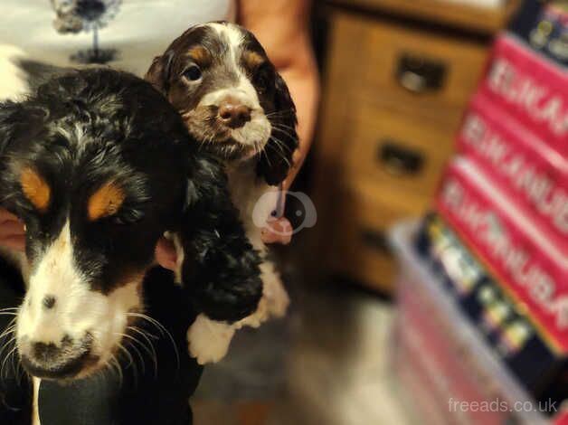 cocker spaniel puppies I have a stunning litter of cocker spaniel puppies ready now for sale in Swadlincote, Derbyshire - Image 2